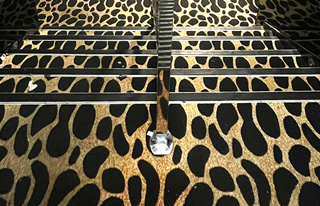 Cliquez pour agrandir